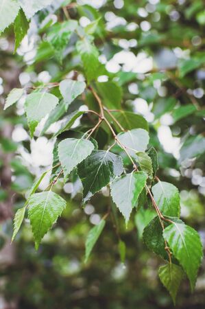Spring background with bright green leaves of birch opposite the bright sun. Soft focus.の写真素材