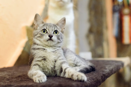 A small, mongrel gray tabby kitten lies on the couch.