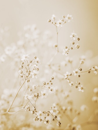 pattern of small flowers on a Light yellow background. Beautiful background. Closeup, selective focus. Vertical photography.の写真素材