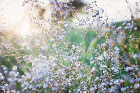 Small white flowers on a green background. Summer concept. Beautiful background. Closeup, selective focus.の写真素材