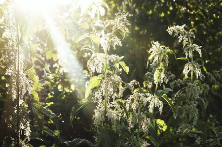 The thickets of wild nettle in the bright rays of the setting sun. The concept of wildlife and medicinal herbs.の写真素材
