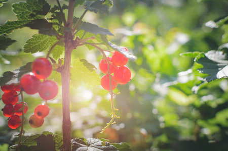 Red currant in the garden in the rays of the setting sun. The concept of summer, nature, vitamins....