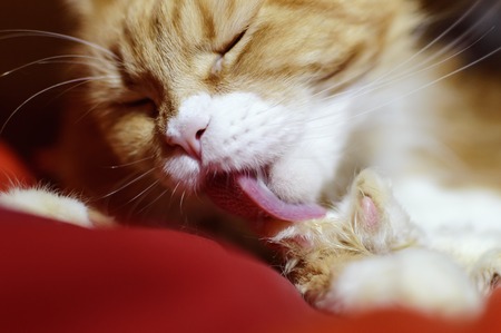 The red cat Maine Coon licks his paw. Closeup, selective focus.の写真素材