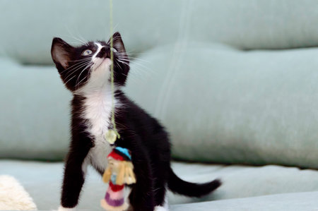 A little black kitten with white breasts is playing.の写真素材