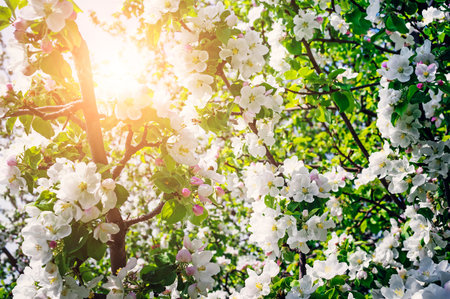A branch of a blooming apple in spring. Beautiful natural background. Bright sun rays.