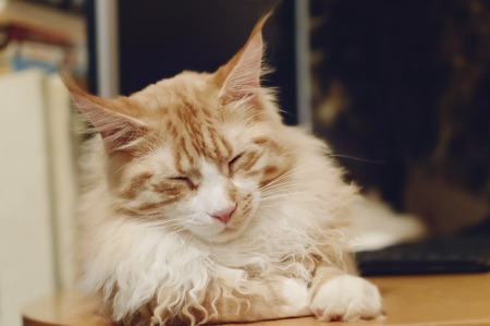 Red and white cat Maine Coon.の写真素材