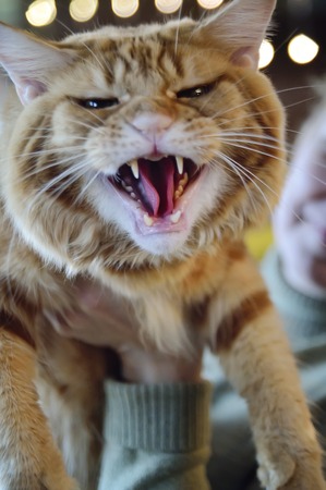 Angry large red cat closeup. The cat growls.の写真素材