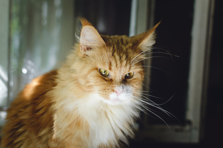 A beautiful big red cat Maine Coon sits and looks out the window.の写真素材
