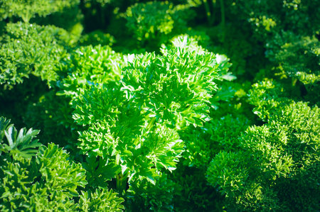 Parsley grows on the bed.の写真素材