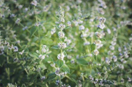 Melissa officinalisの写真素材