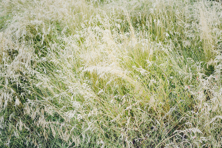 Dry grass, texture. Beautiful herbal background.の写真素材