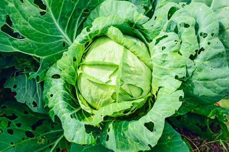 Pests eat cabbage growing on a bed. Close-up.の写真素材