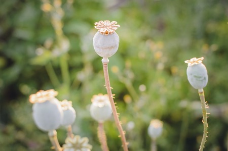 A ripe poppy grows in the garden.の写真素材