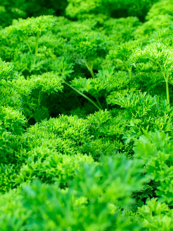 Parsley grows on the bed. Closeup, selective focus. Vertical photography.の写真素材