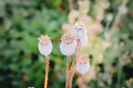 The heads of the poppy in the garden. Beautiful natural background. Ethnoscience.の写真素材
