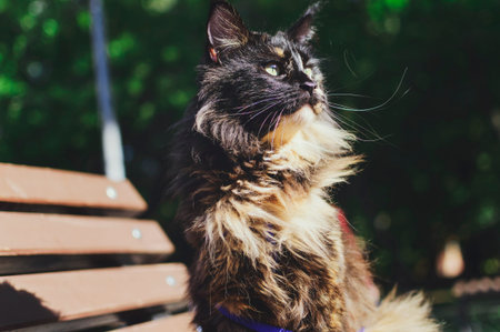 A cat-tortoise breed Maine Coon sits on a bench and basks in the sun.