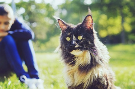 A girl walks with a Maine Coon cat on the street. Tortoiseshell large cat Maine Coon.の写真素材