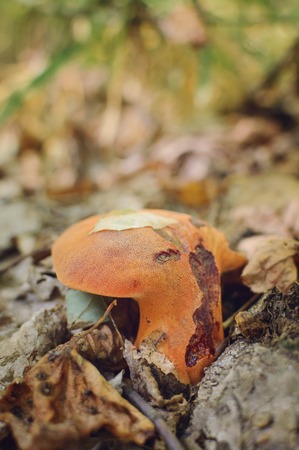 fistulina hepatica mushroom, also known as the ox tongue. Picking mushrooms in the autumn forest.の写真素材