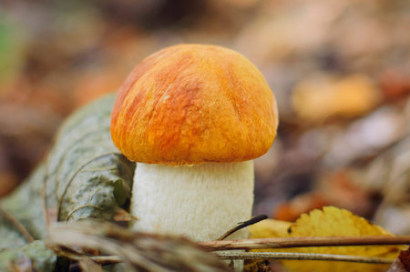 Orange-cap boletus is edible mushroom. Pporcini on moss in forest. Healthy and delicates food. Picking mushrooms in the autumn forest.の写真素材