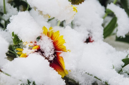 The first November snow on the green leaves. Early winter. Beautiful background. Early snow.の写真素材