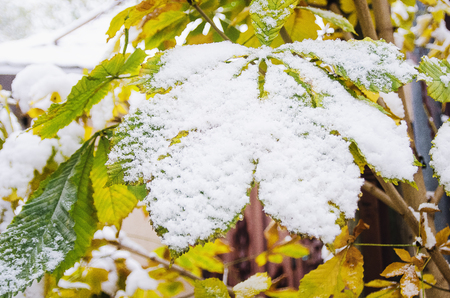The first November snow on the green leaves. Early winter. Beautiful background.の写真素材
