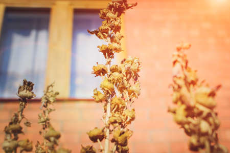 Dry autumn flowers, rays of the setting sun. Beautiful autumn background.の写真素材