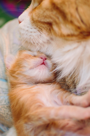 Red-haired mother of a cat with a small kitten. Vertical photography.の写真素材