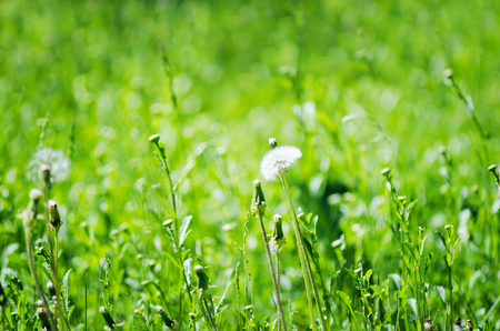 Green grass, natural summer background. Selective focus.の写真素材