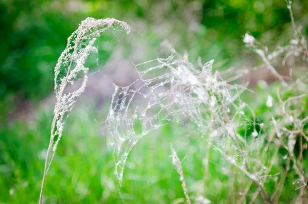 A web on a dry branch on a green natural background.の写真素材