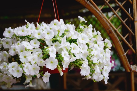 Decorative white flowers Petunia, close-up, selective focus.の写真素材