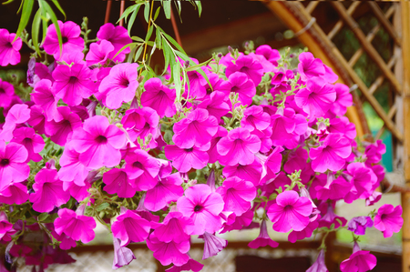 Decorative pink flowers Petunia. Close-up.の写真素材