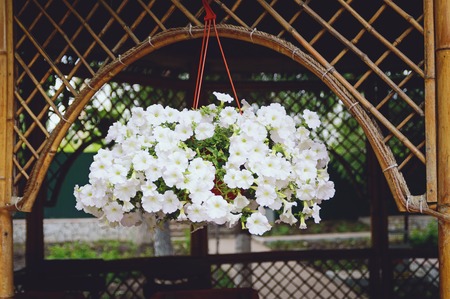 Decorative white flowers Petunia, decoration in the gazebo.の写真素材