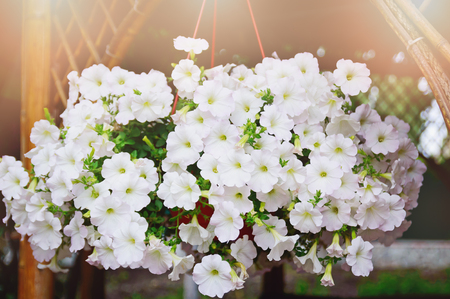 Decorative white flowers Petunia, close-up, selective focus.の写真素材