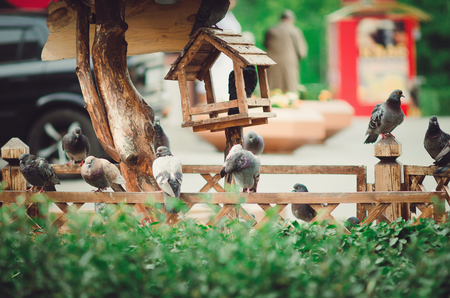 Many pigeons sit next to the bird feeder.の写真素材