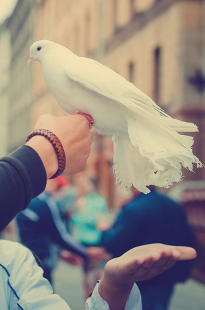 A beautiful white dove sits on the arm of a man. Tinted photo.の写真素材