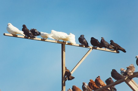 White, gray and brown pigeons are sitting on a pole against the blue sky. Breeding of thoroughbred birds.の写真素材