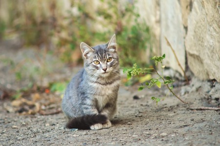 Outbred gray kitten sitting alone on the street.の写真素材