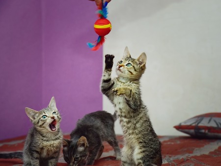 Three cute gray kittens are playing with a toy.の写真素材