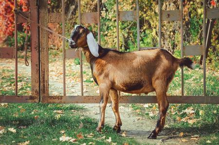 A cute Anglo-Nubian goat is standing on the grass.の写真素材