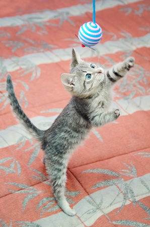 Gray striped kitten playing with a toy. Vertical photo.の写真素材