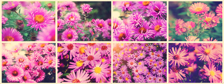 Autumn Flower - Chrysanthemum (CHRYSANTHEMUM). Beautiful collage of photos, panorama.の写真素材
