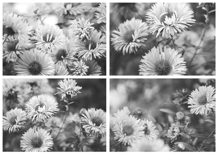 Beautiful stylized collage, black and white photo. Autumn Flower - Chrysanthemum (CHRYSANTHEMUM).の写真素材