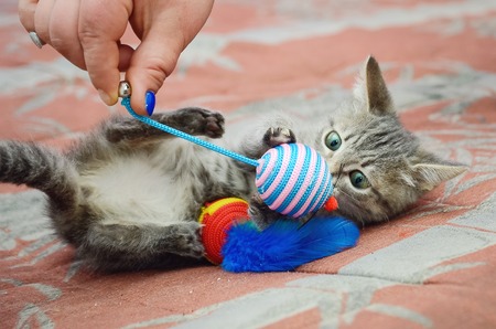 A man is playing with a cute kitten.の写真素材