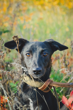 Black mongrel dog. Closeup portrait. Vertical photo.の写真素材