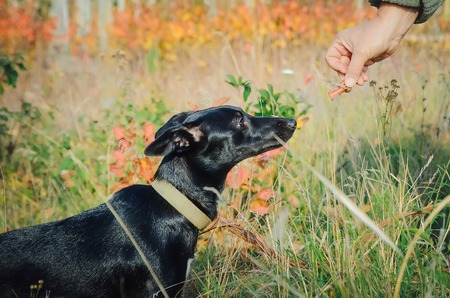 Man gives food to a mongrel dog.の写真素材