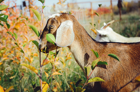 A beautiful Anglo-Nubian goat eats green leaves in a meadow.の写真素材