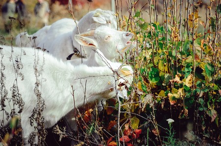 Three white milk goats eat green leaves from a bush.の写真素材
