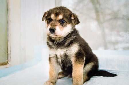 A cute mongrel puppy with blue eyes is sitting on the windowsill.の写真素材