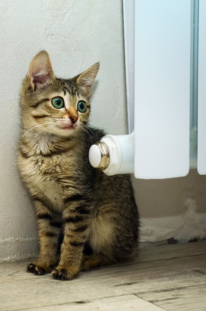 A beautiful kitten sits next to a warm battery in the room.の写真素材