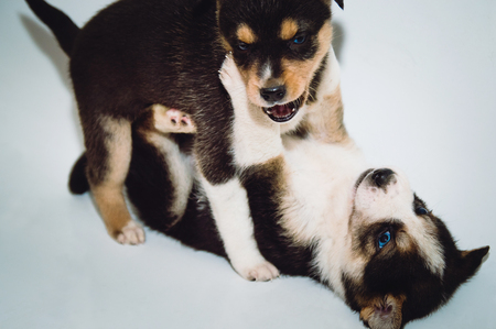 Two little funny puppies playing and fighting with each other.の写真素材